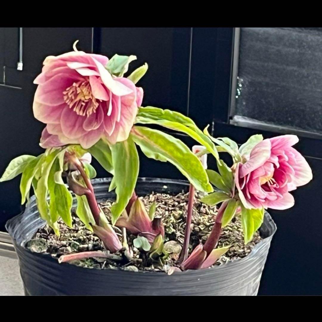 そ*♪様 ❤️プチプチ新芽❤️1283 【❤️極上❤️ソレイユ】クリスマスローズ