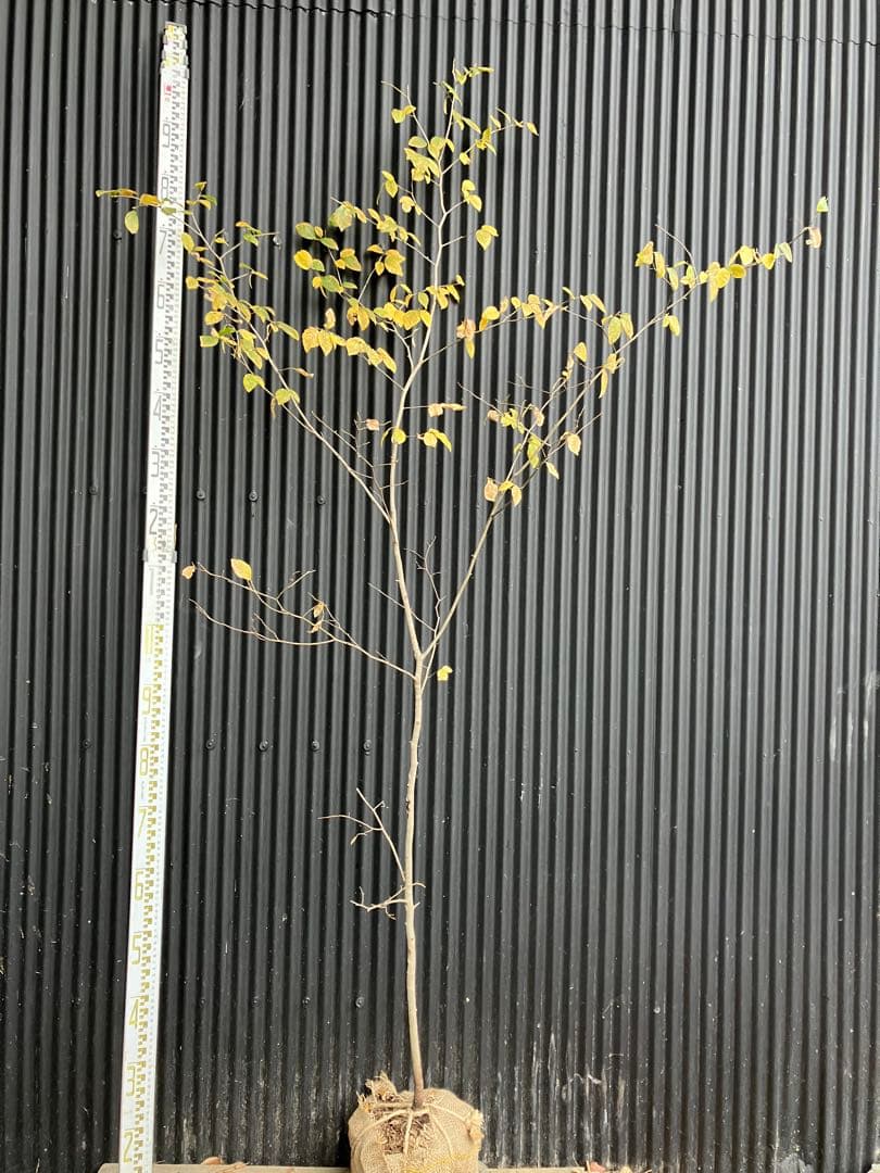 山採り　ヤマコウバシ