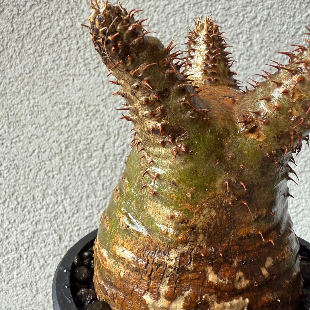 【専用】56【現地球・発根済】パキポディウム・グラキリス