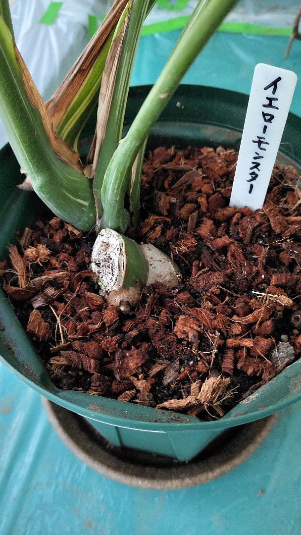 モンステラ,デリシオーサタイコンステレーション.イエローモンスター極太幹の苗