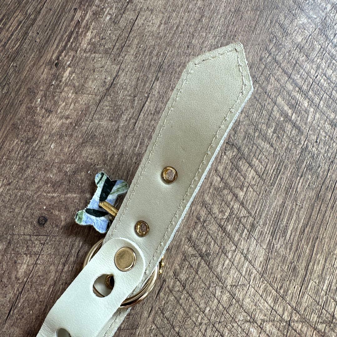 バディベルト　 BB バハマ 5号　 アクセントリード