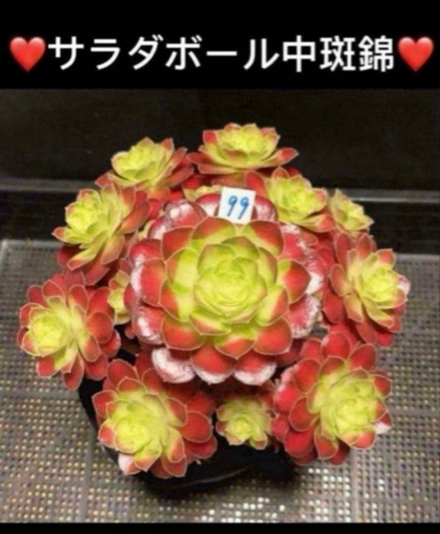 多肉植物アエオニウム❤️サラダボール中斑錦❤️状態図