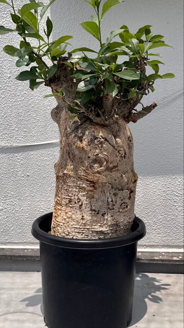 バオバブ　アダンソニア ディギタータ　発根済み　低重心　極太