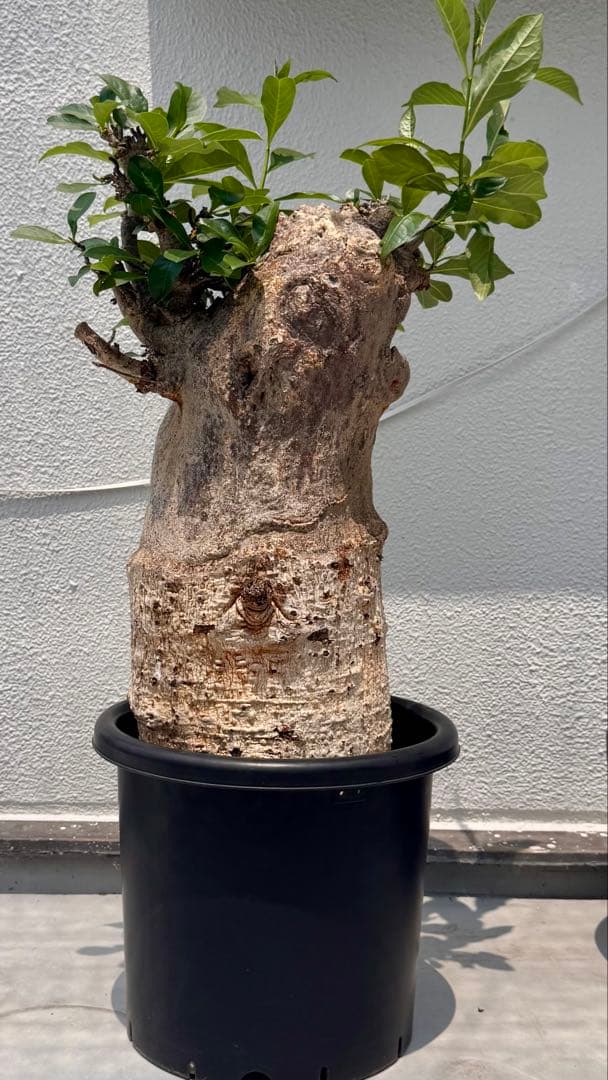 バオバブ　アダンソニア ディギタータ　発根済み　低重心　極太
