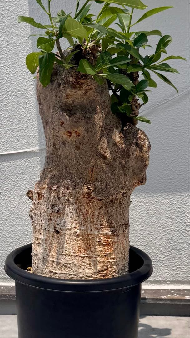 バオバブ　アダンソニア ディギタータ　発根済み　低重心　極太