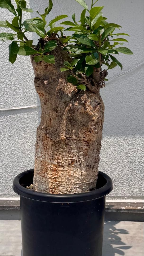 バオバブ　アダンソニア ディギタータ　発根済み　低重心　極太