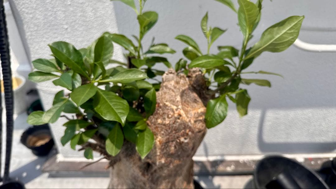 バオバブ　アダンソニア ディギタータ　発根済み　低重心　極太