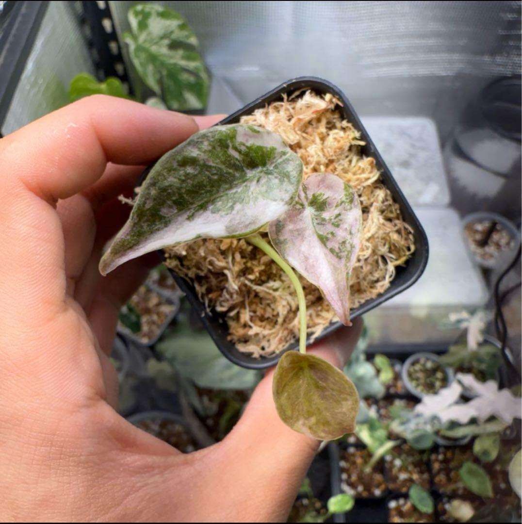 hinanami クプレア ピンク