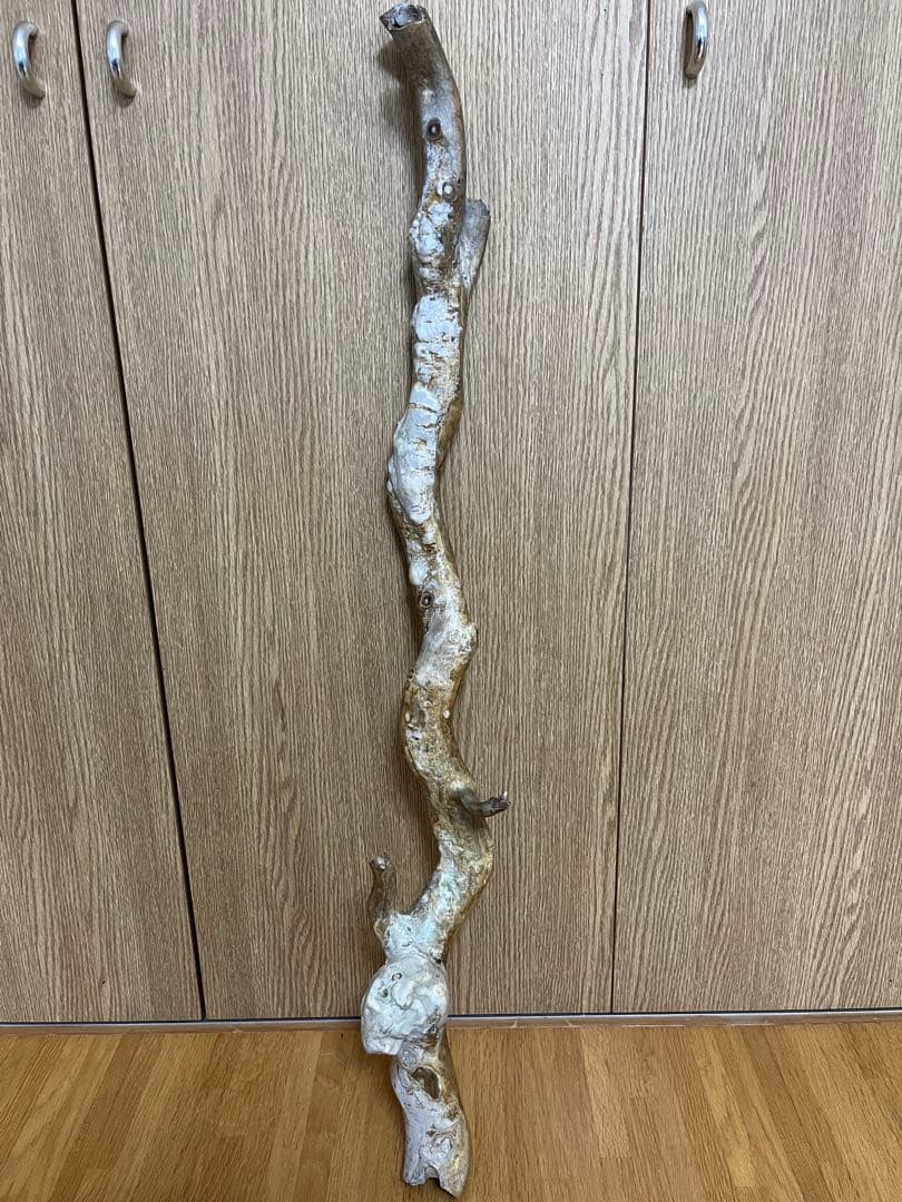 希少品！レインボーコーラル 深海松 シンカイマツ 全長約86cm！