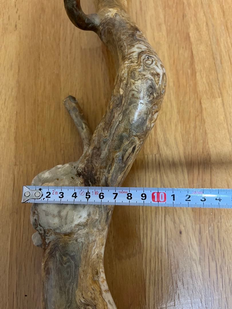 希少品！レインボーコーラル 深海松 シンカイマツ 全長約86cm！