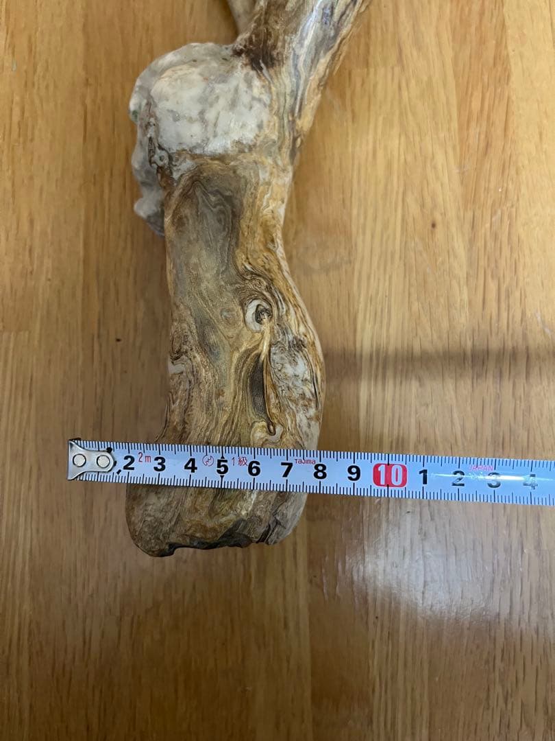 希少品！レインボーコーラル 深海松 シンカイマツ 全長約86cm！