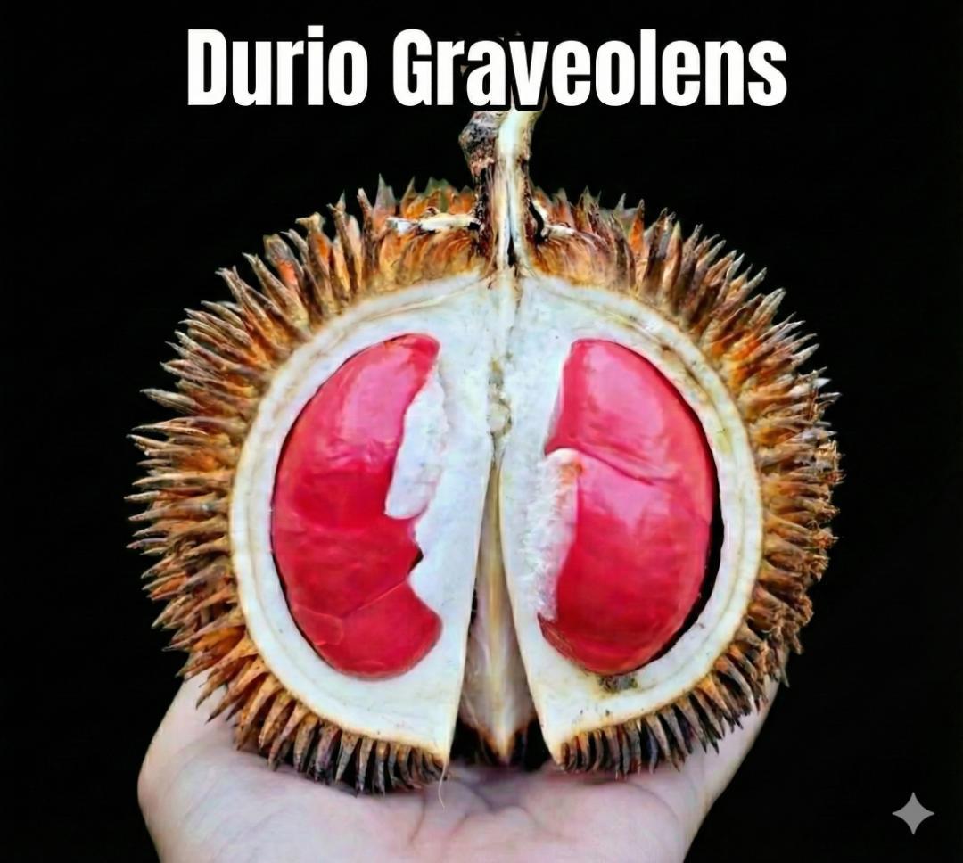 ドリアン苗Durio Graveolens苗 DG2