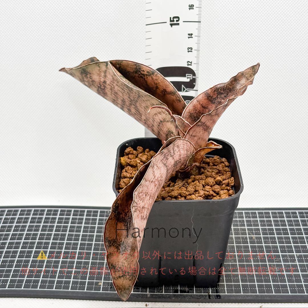 激レア サンスベリア mecufi mozambique sansevieria