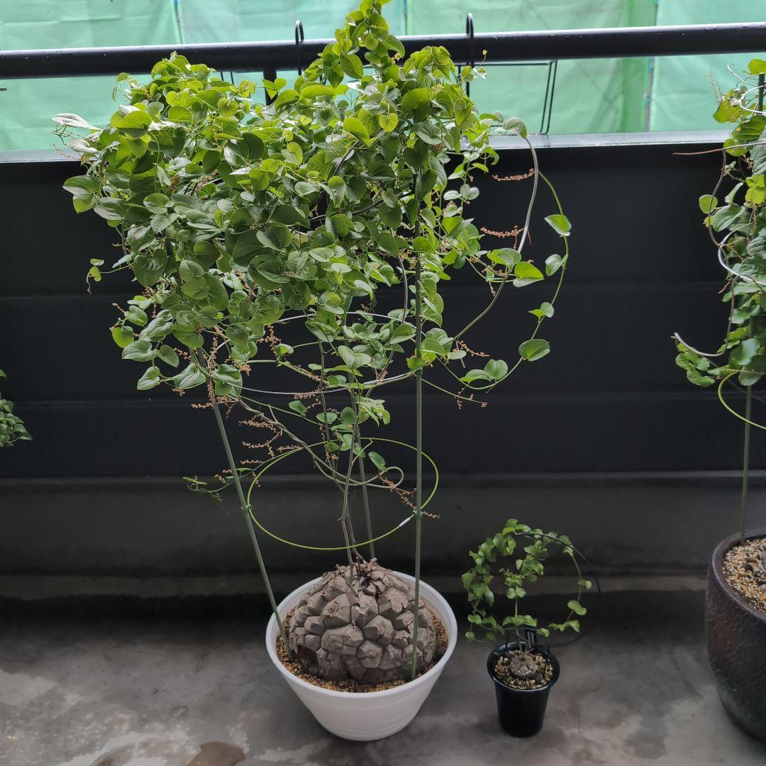 特大山採り　アフリカ亀甲竜　ディオスコレア　エレファンティペス　鉢径36センチ