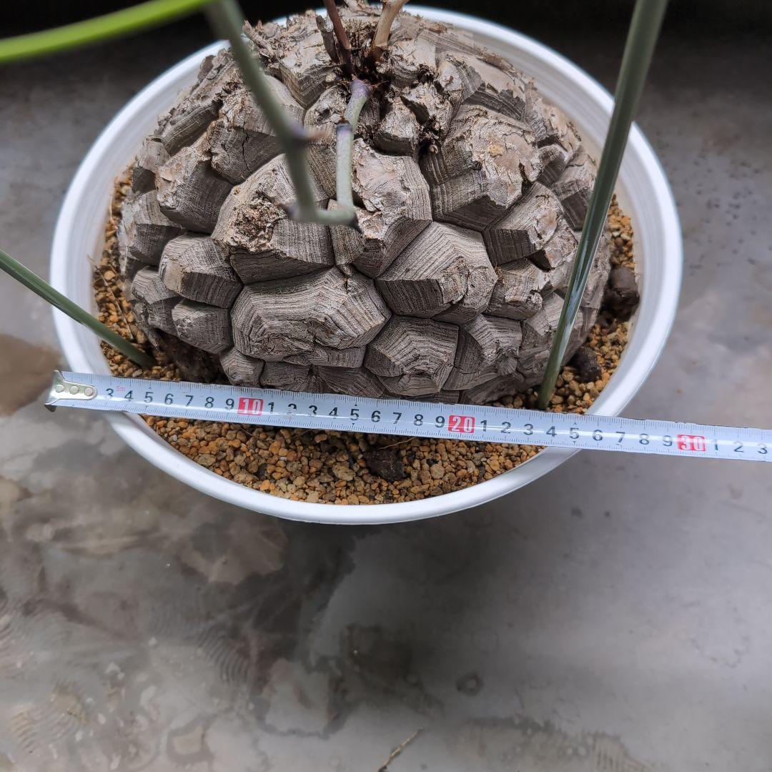 特大山採り　アフリカ亀甲竜　ディオスコレア　エレファンティペス　鉢径36センチ