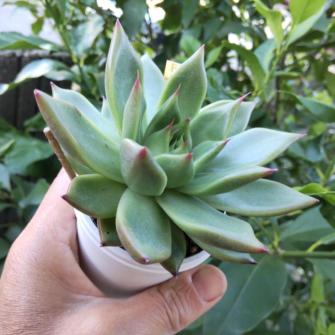 ⭐️ローズガーネット×コロラータアテマハック⭐️ファームパルク 多肉 寄植