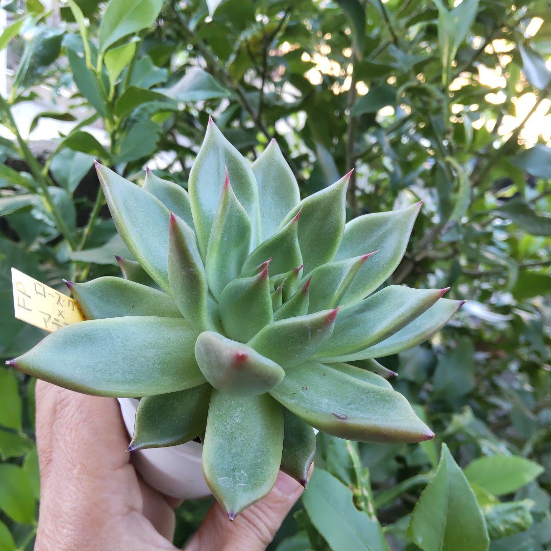 ⭐️ローズガーネット×コロラータアテマハック⭐️ファームパルク 多肉 寄植