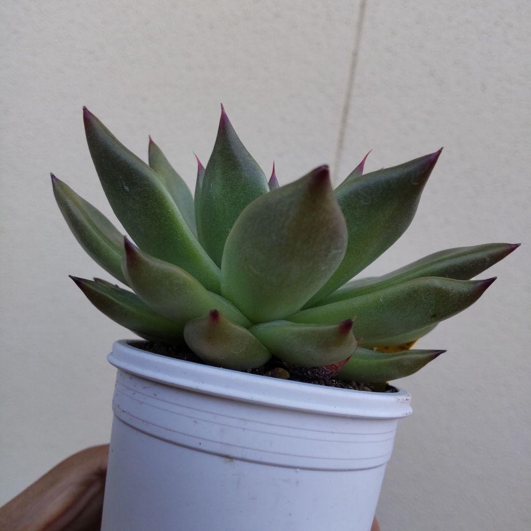 ⭐️ローズガーネット×コロラータアテマハック⭐️ファームパルク 多肉 寄植