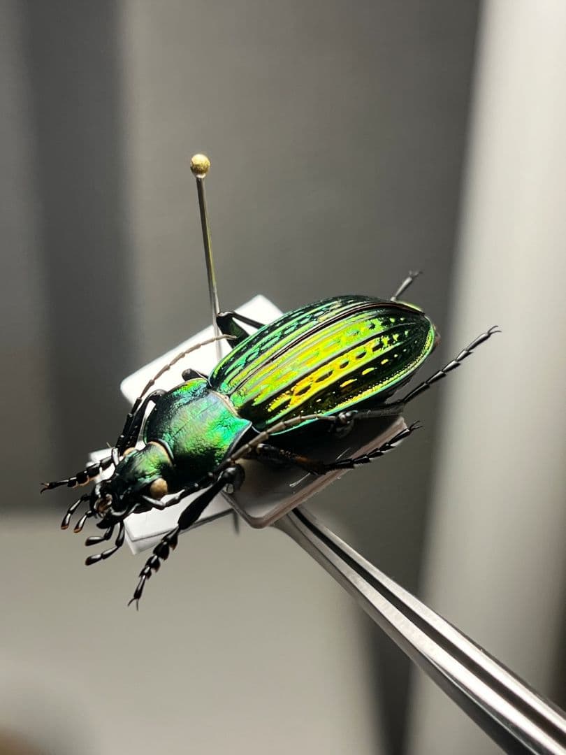 【32mm】Eucarabus ulrichi オサムシ カブリモドキ標本