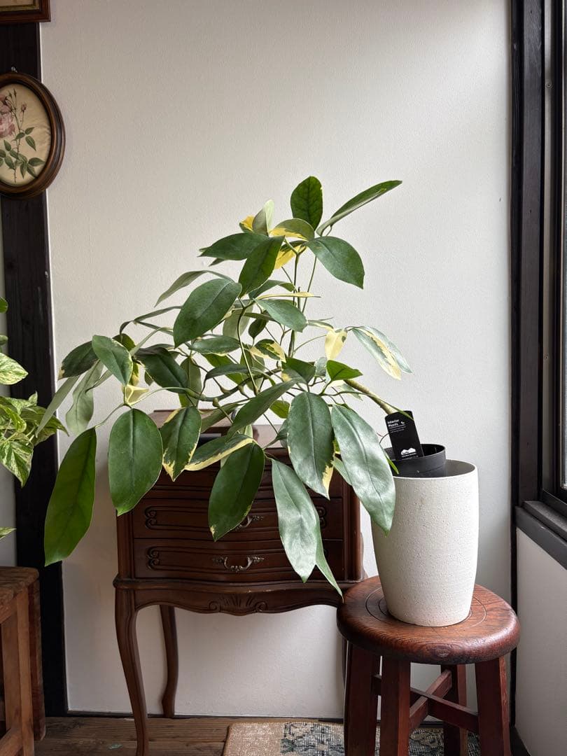 シェフレラ　ベヌローサ　斑入り　4号鉢