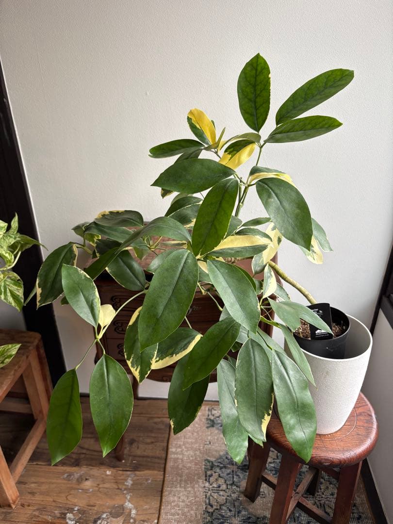 シェフレラ　ベヌローサ　斑入り　4号鉢