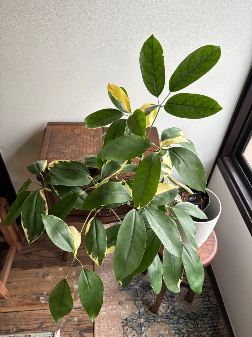 シェフレラ　ベヌローサ　斑入り　4号鉢