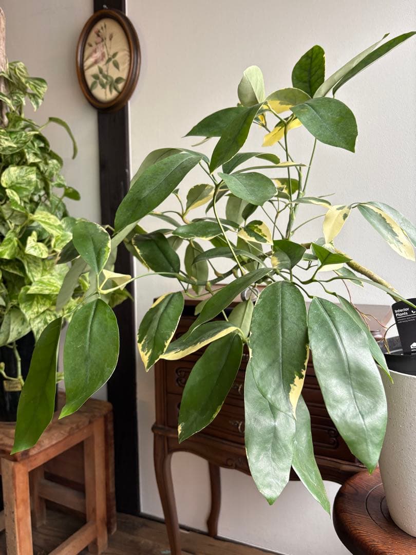 シェフレラ　ベヌローサ　斑入り　4号鉢