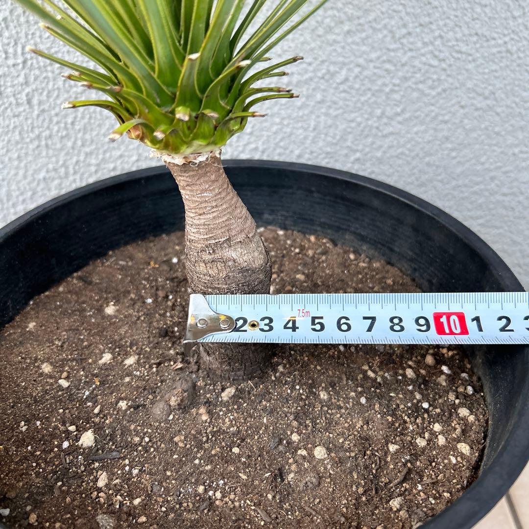 ユッカロストラータ60cm 8号