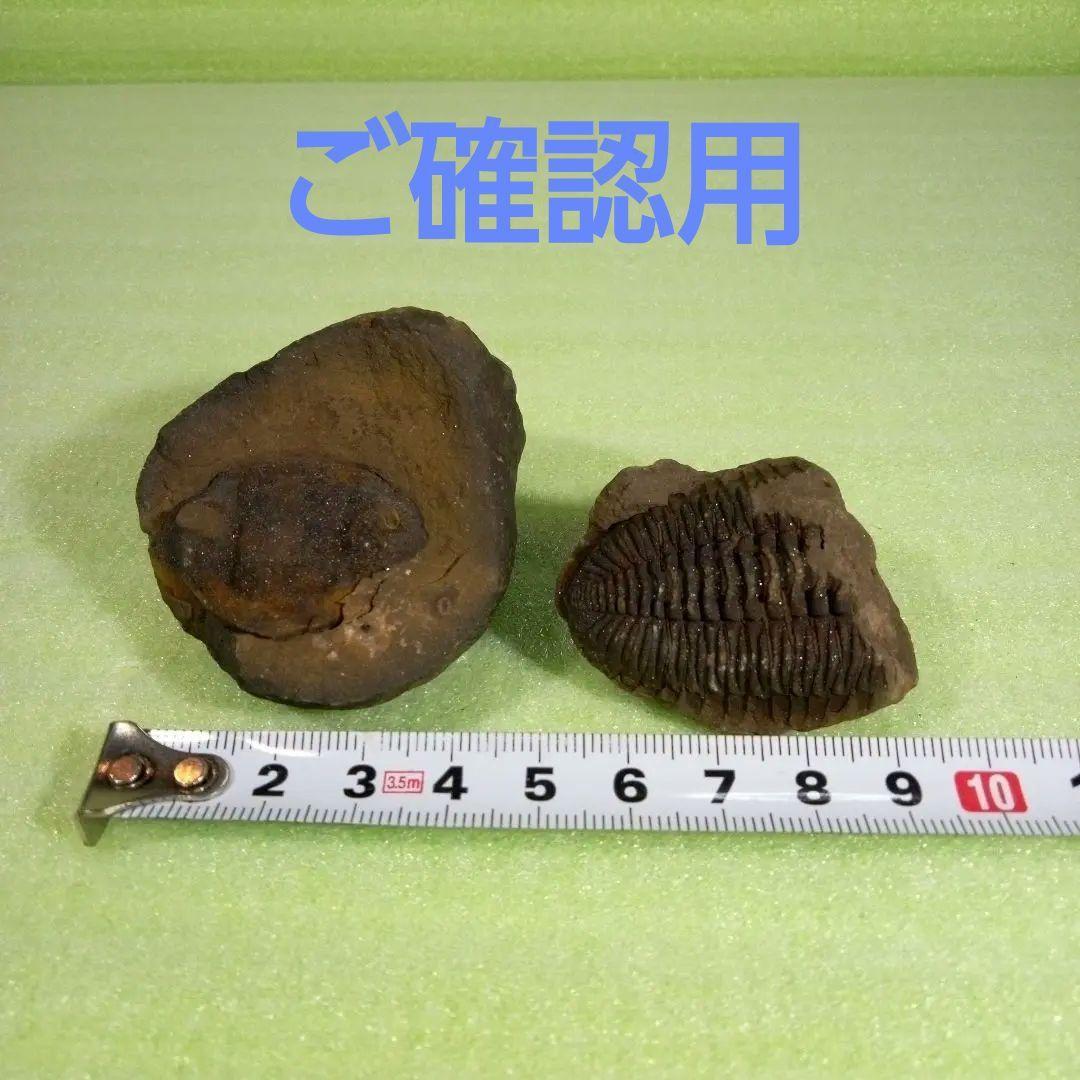 三葉虫　化石　fossil　ボリビア産　レア　Fossil判別⑦