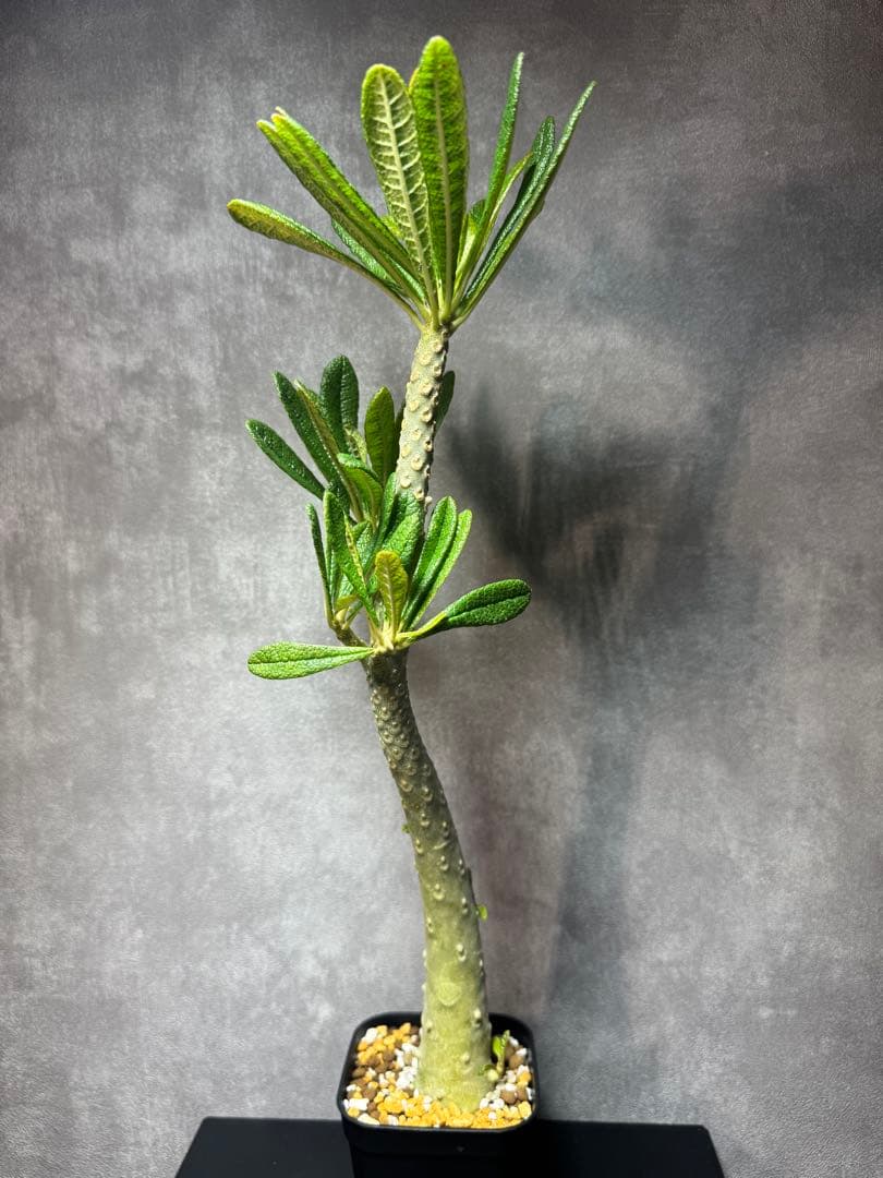 ドルステニア　ギアス　レア種