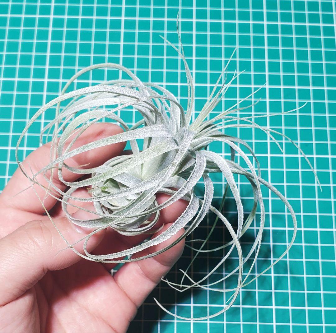 チランジア チャペウエンシス Tillandsia ティランジア