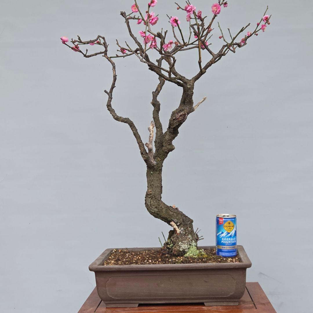 梅　(紅八重咲き)　[模様木]　大品盆栽