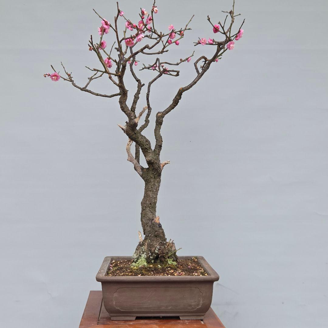梅　(紅八重咲き)　[模様木]　大品盆栽