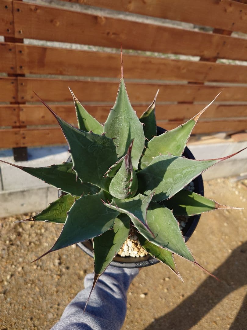 アガベ　アズールモントレー　実生株