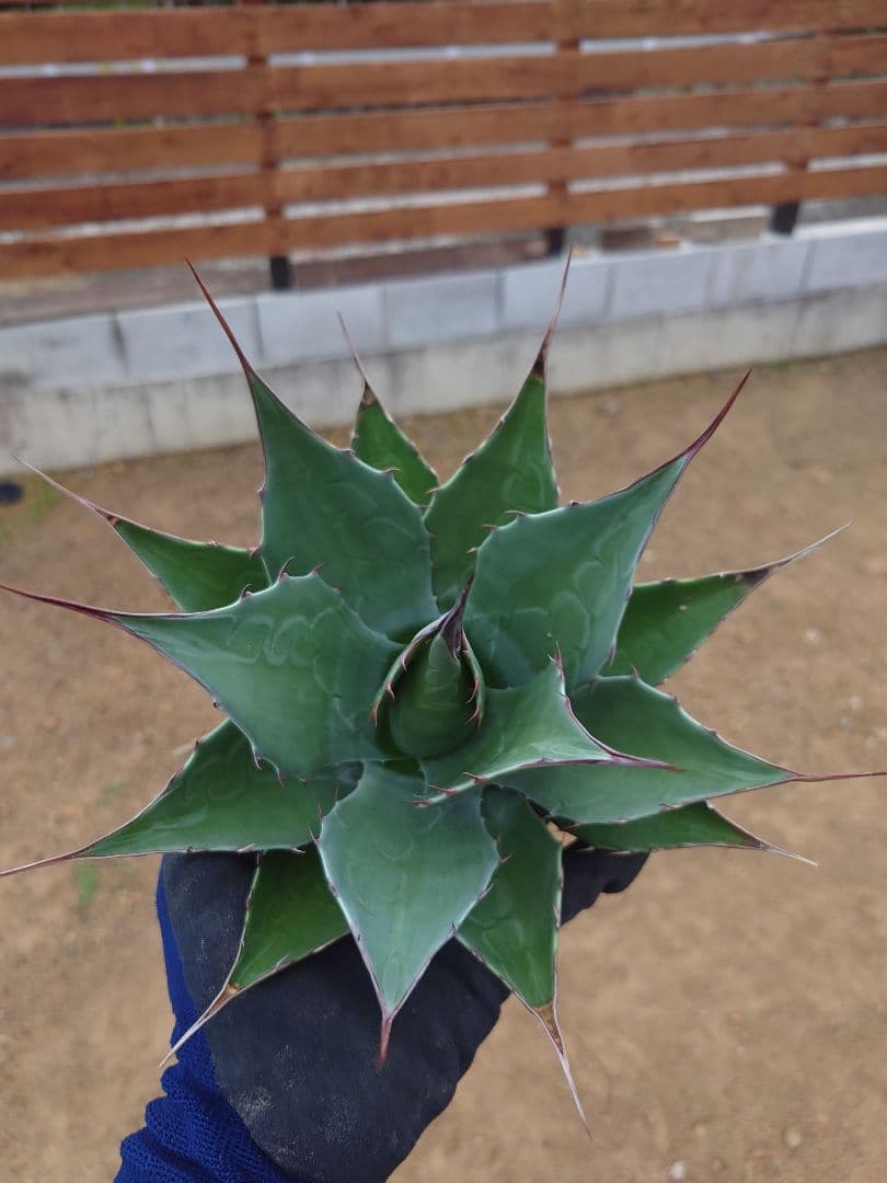 アガベ　アズールモントレー　実生株