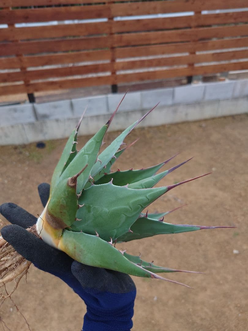 アガベ　アズールモントレー　実生株