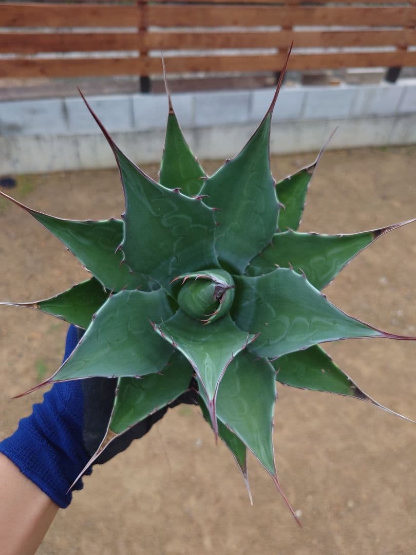 アガベ　アズールモントレー　実生株