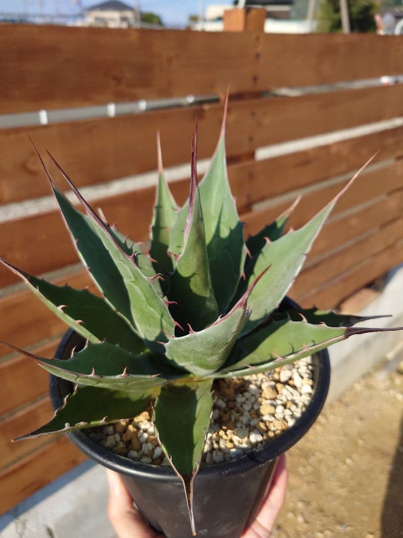 アガベ　アズールモントレー　実生株