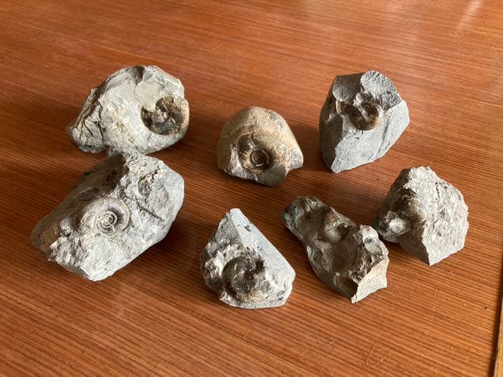 アンモナイト　化石　インテリア　家具　置物　/恐竜　夏休み　自由研究　クリスマス