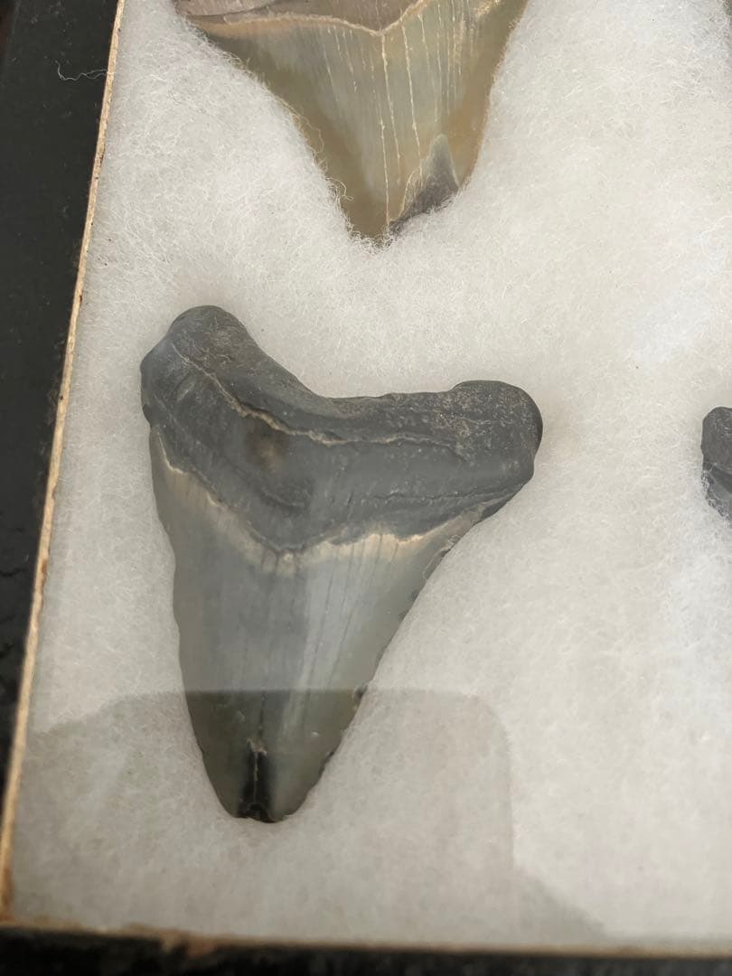 サメの歯　化石　4点ケース付き