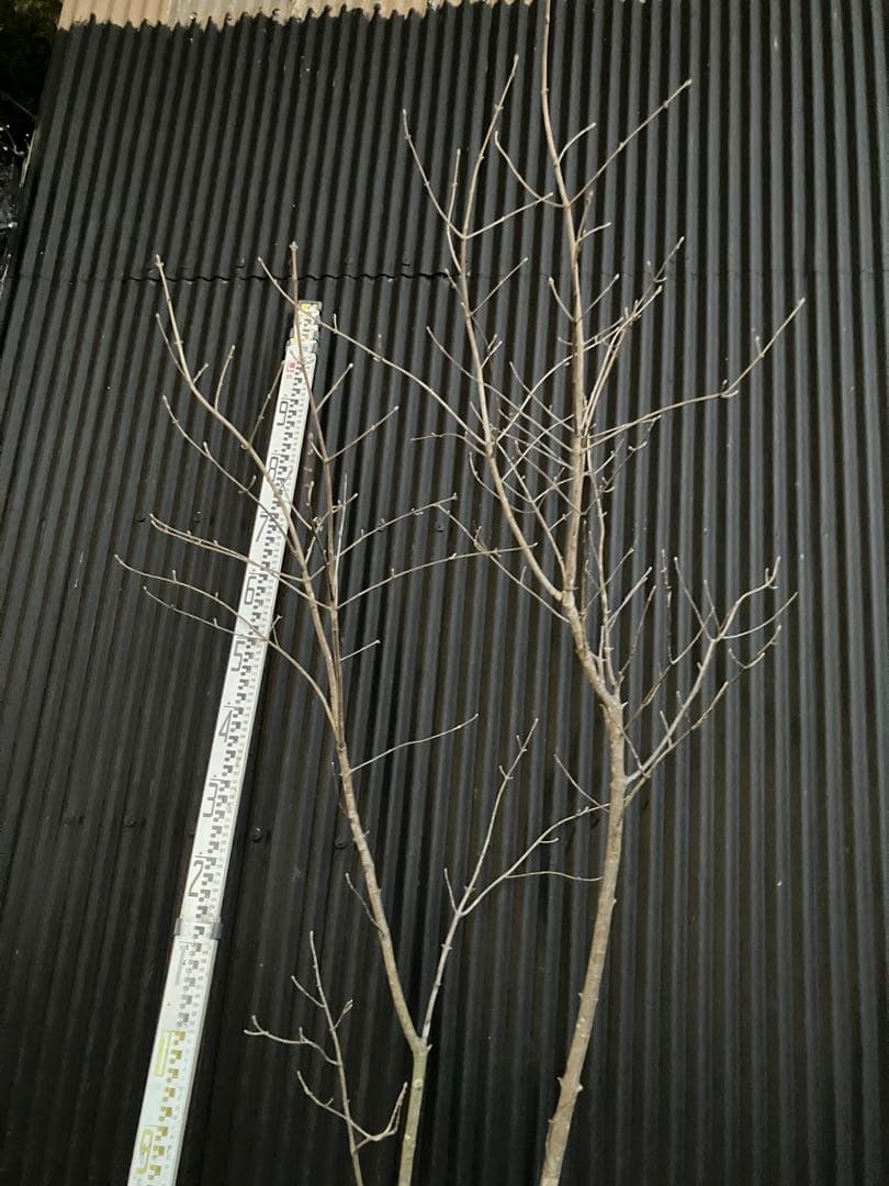 山採り　アオダモ e