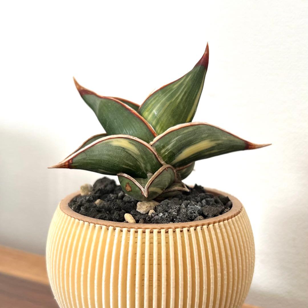 ロリダ　サンスベリア　斑入り