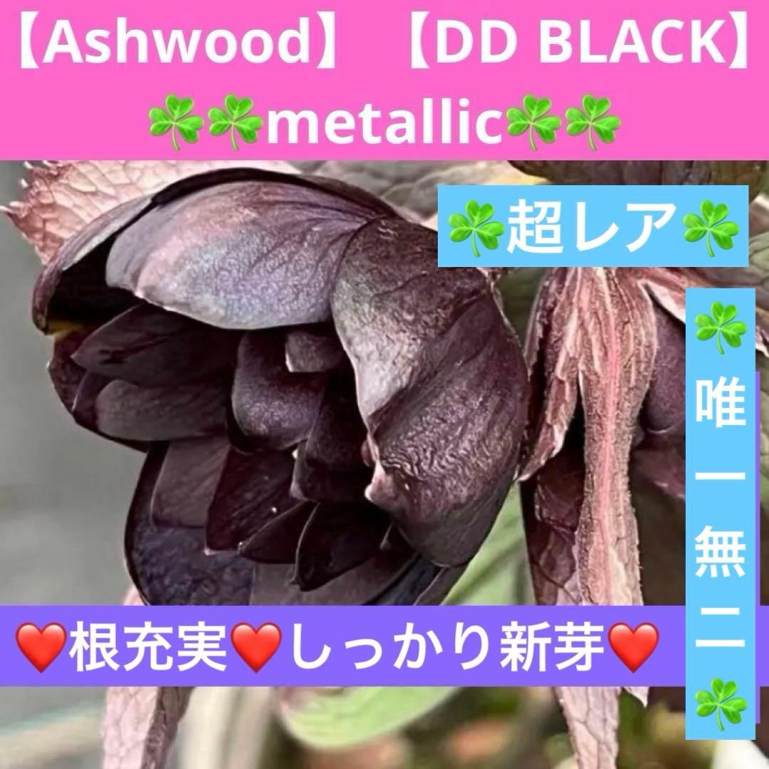ヒ*イ様 ☘️超希少☘️唯一無二☘️根充実❤️しっかり新芽❤️907【Ash】D