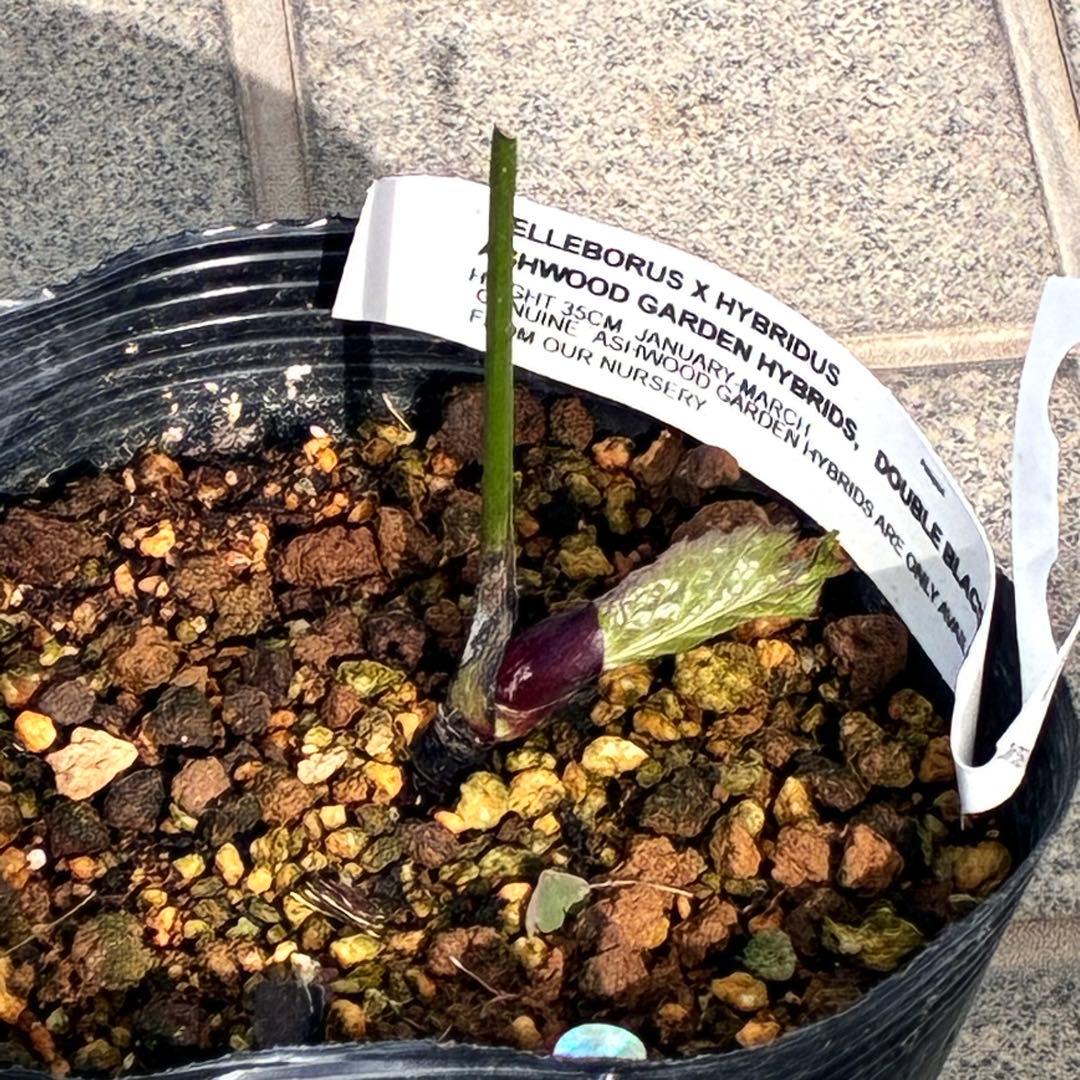 ヒ*イ様 ☘️超希少☘️唯一無二☘️根充実❤️しっかり新芽❤️907【Ash】D