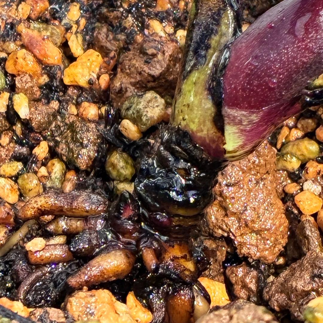 ヒ*イ様 ☘️超希少☘️唯一無二☘️根充実❤️しっかり新芽❤️907【Ash】D