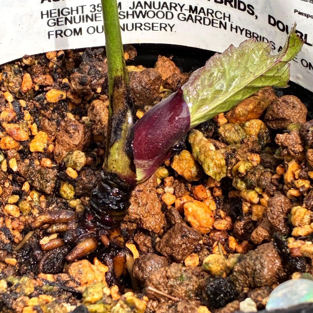 ヒ*イ様 ☘️超希少☘️唯一無二☘️根充実❤️しっかり新芽❤️907【Ash】D