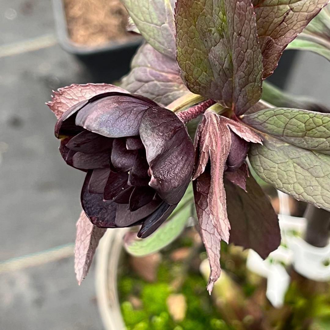 ヒ*イ様 ☘️超希少☘️唯一無二☘️根充実❤️しっかり新芽❤️907【Ash】D