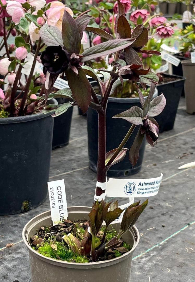 ヒ*イ様 ☘️超希少☘️唯一無二☘️根充実❤️しっかり新芽❤️907【Ash】D