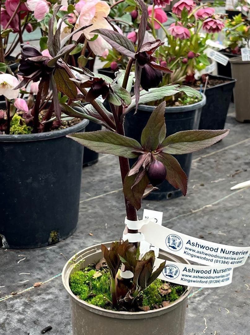 ヒ*イ様 ☘️超希少☘️唯一無二☘️根充実❤️しっかり新芽❤️907【Ash】D