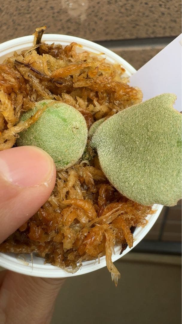 ビカクシダ P.willinckii ' Elves ' OC